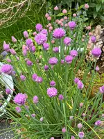 IMG_5037.jpeg