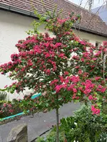 IMG_5029.jpeg