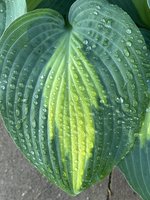 IMG_2881.jpeg