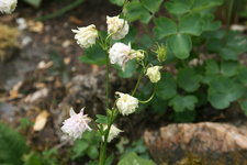 Akelei  0620.JPG