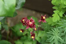 Akelei  1020.webp