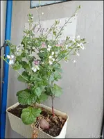 c007.webp