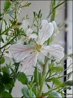 c008.webp