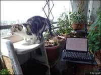 c012.webp