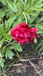 IMG_9899.jpeg