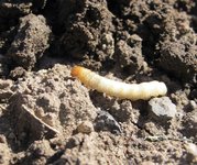 IMG_1524.JPG