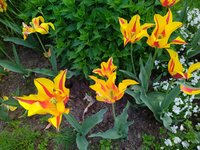 IMG_20240509_150629.jpg