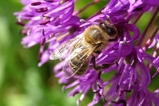 Biene-06337.JPG