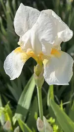 IMG_9938.jpeg