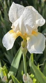 IMG_9938.jpeg
