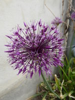 P1030346Alium.JPG