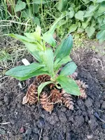 Schleifenkraut mit Schutzgürtel.webp