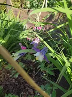1715319723546.webp