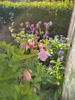 1715319723533.webp
