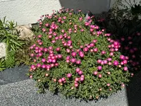 IMG_5059.jpeg