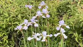 IMG_9954.jpeg