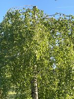 IMG_3682.jpeg