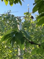 IMG_3683.jpeg