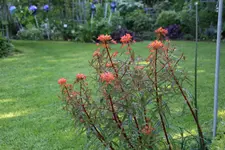 Mai     0124.webp