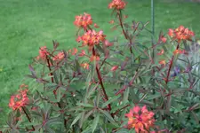 Mai     0224.webp