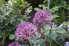 Mai     0424.webp