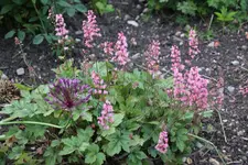 Mai     0724.webp