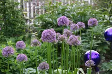 Mai     0924.webp