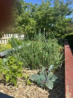 IMG_2913.jpeg