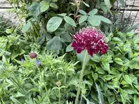 IMG_5258.jpeg