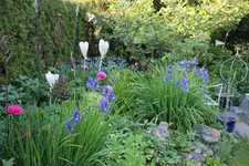 Mai     1324.webp