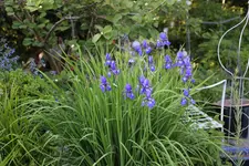 Mai     1424.webp