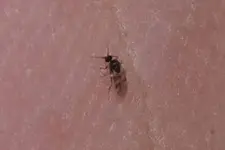 Gnitze 20240512a.webp Gnitze 20240512a.webp