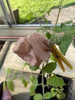 IMG_3707.jpeg