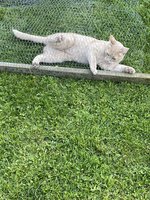 IMG_3704.jpeg