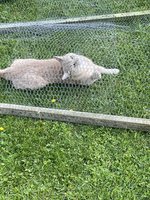 IMG_3701.jpeg