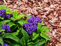 licensed-image.webp