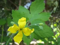 gelbeBlume2.webp