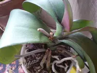 Orchidee Trieb.webp