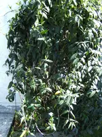 Hauspflanze.webp