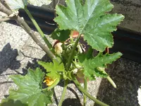 DSC00534.webp