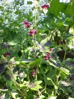 Garten04-2008 016.webp