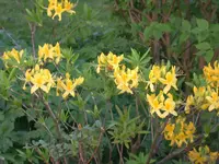 DSCN3990.webp