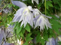 macropetala blüte.webp