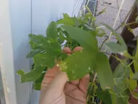 DSC00155.webp