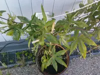 DSC00159.webp
