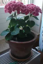 DSC00151.webp