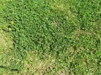rasen 004.webp
