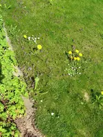 rasen 005.webp
