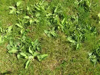 rasen 006.webp