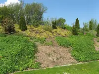 rasen 012.webp